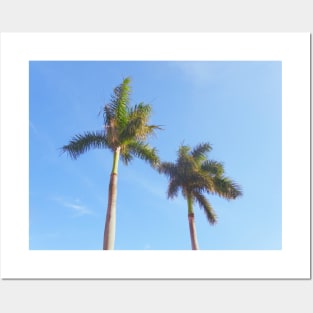 Palm tree in Florida Posters and Art